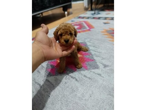 Toy bebekler poodle