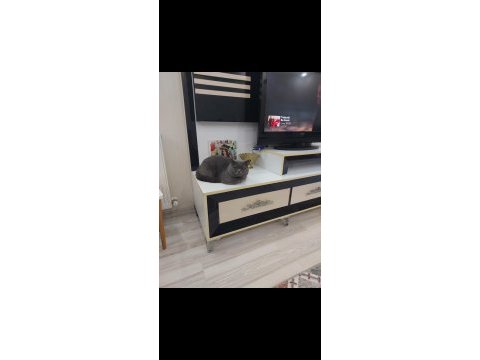 British shorthair yuva arıyoruz