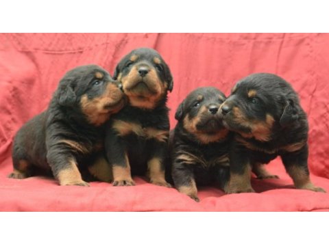 A kaliteli rottweiler yavru köpekler