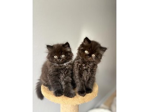 British longhair yavrularımız