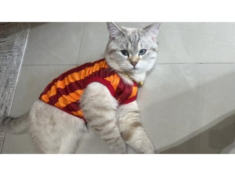 British shorthair oğlumuza arkadaş arıyoruz