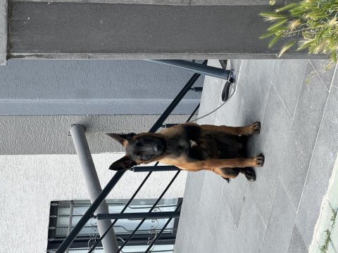5 aylık temel itaat eğitimi mevcut dişi malinois