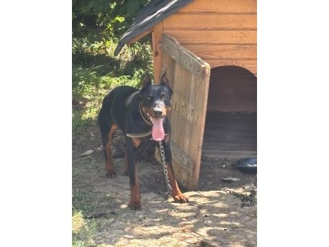 1 yaş erkek doberman