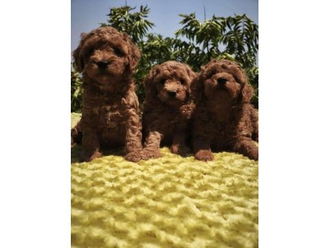 Toy poodle yavru köpeklerimiz
