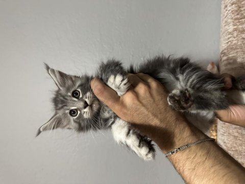 Maine coon bebekler