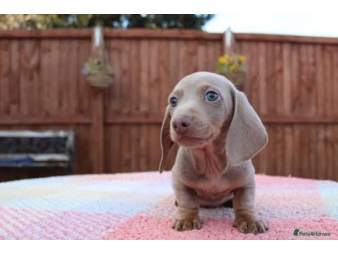 Isabella and tan dachshund yavrularımız nadir renk