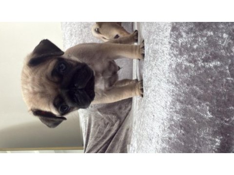 Pug yavru sahibinden sahiplendirme ücretli