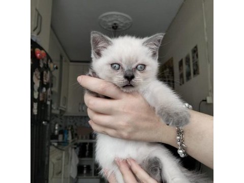 British shorthair yavrularımız ırk sağlık garantili