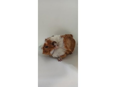 Guinea pigler