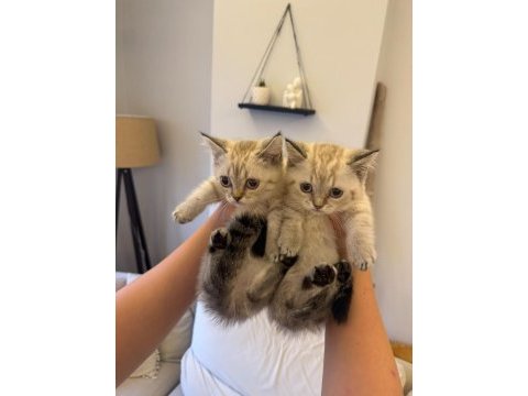 Golden british shorthair yavrular
