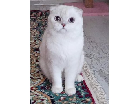 Şampiyon atalardan scottish fold yavrular