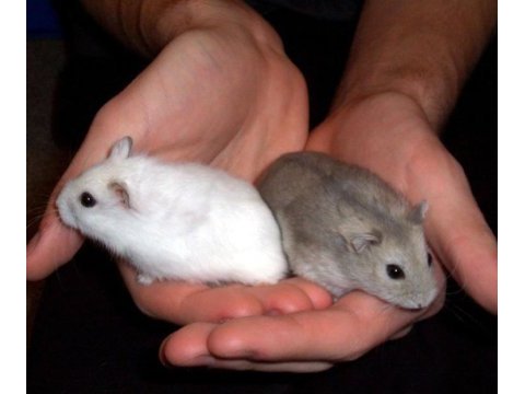 Albino spidi gonzales hamster yavru ve yetişkinler
