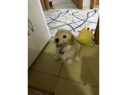 Küçük sevgi dolu köpeğimize ömürlük yuva arıyoruz