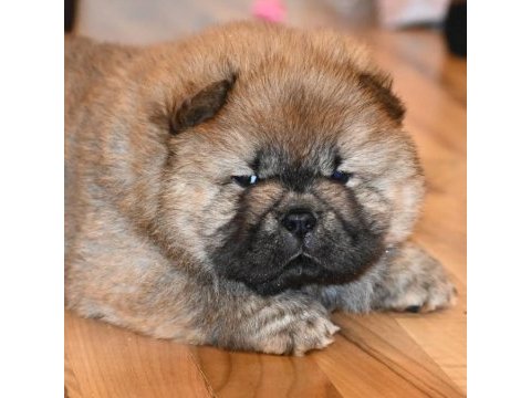 Ailenize neşe getirecek chow chow yavruları