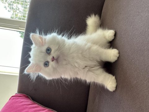 Antalya içi sahiplendirilecek british longhair