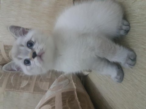 British shorthair 2 aylık erkek