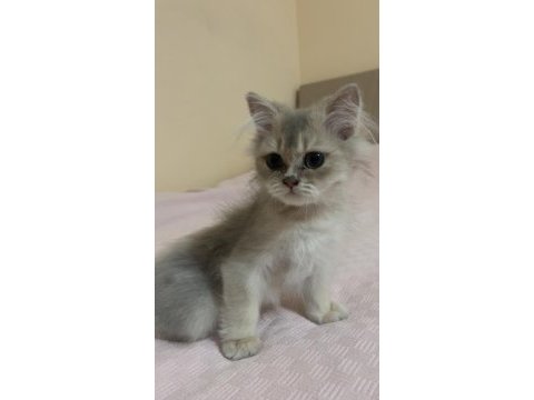2 buçuk aylık british longhair bebek