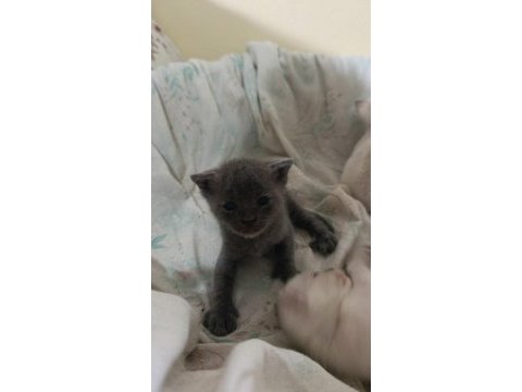 Yavru scottish fold kedimiz