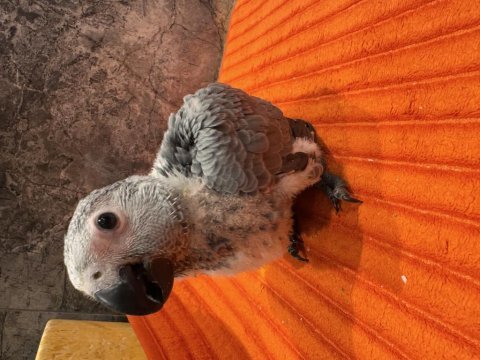 Güzel gözlüm bebek jako papağanı