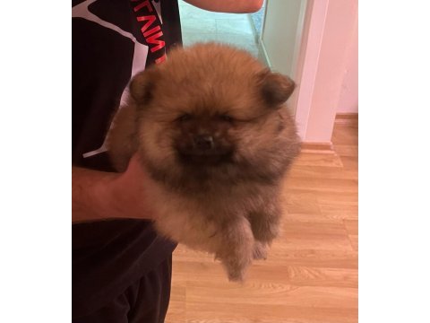 2 aylık ayı surat pomeranian yavrularımız