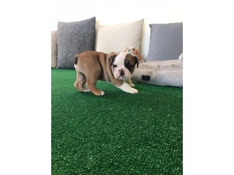 Petmode köpek çiftliğinden englis bulldog
