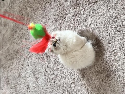 Bal bal kız chinchilla