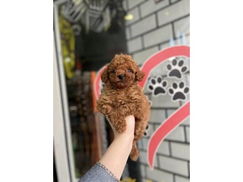 Toy poodle yavru köpeklerimiz