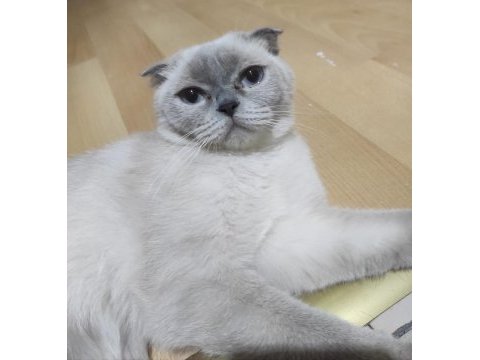 Blue point dişi scottish fold