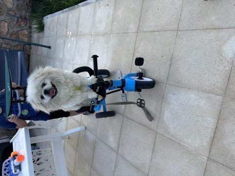 Pekinez köpeğimize yeni sahibini arıyoruz