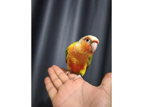 Evcil 4 aylık konur papağanı