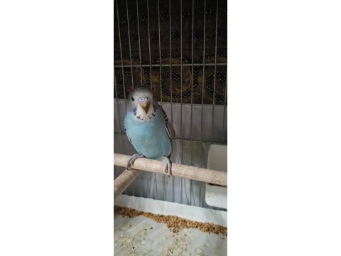 Renk güzelleri muhabbet kuşu