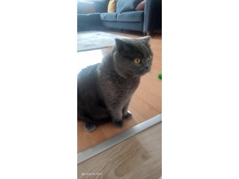 Scottish fold badem yuvasını arıyor