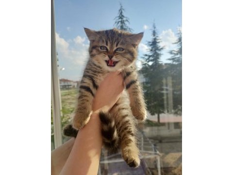British shorthair 2 aylık yavru dişi