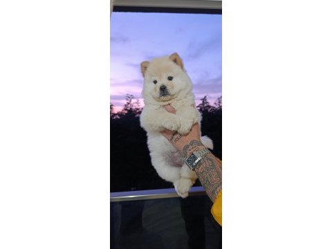 Chow chow bebekler