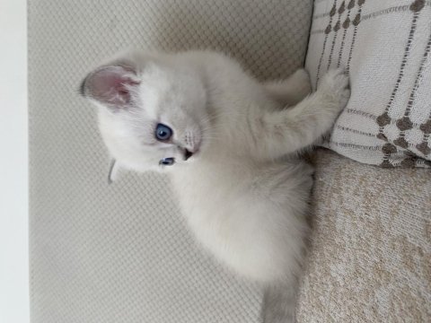 British shorthair annemizin ilk yavruları