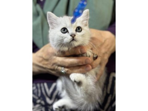 Safkan oyuncu scottish fold bebekler yuvalarını bekliyor