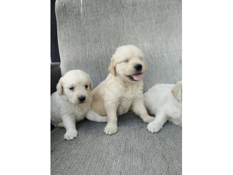 Golden bebekler
