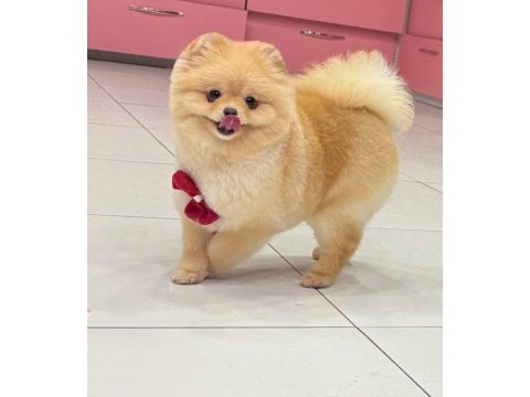 Yetişkin dişi 8 aylık pomeranian