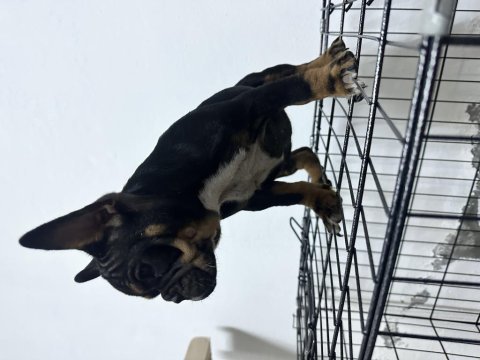 Egzotik anatomi harikası black tan french bulldog