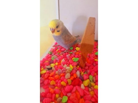 Rainbow erkek yavru yeni yeme düştü ele alıştırmalık kuşumuz