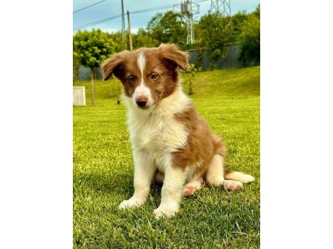 Border collie yavruları aşıları tam 