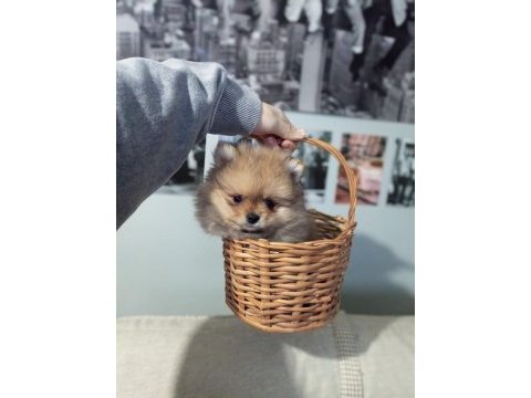 Orjinal pomeranian boo köpeği