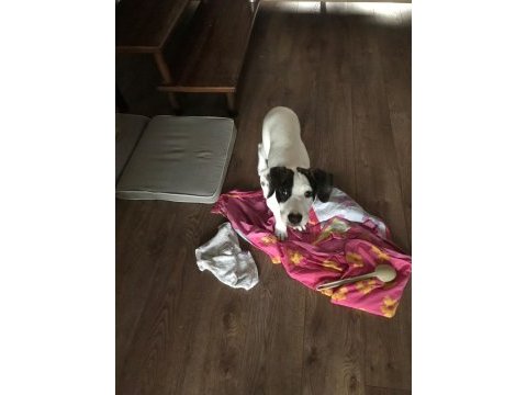 Köpeğimiz pamuk kalıcı yuva arıyor