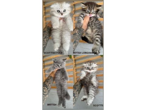 British longhair dişi iki aylık