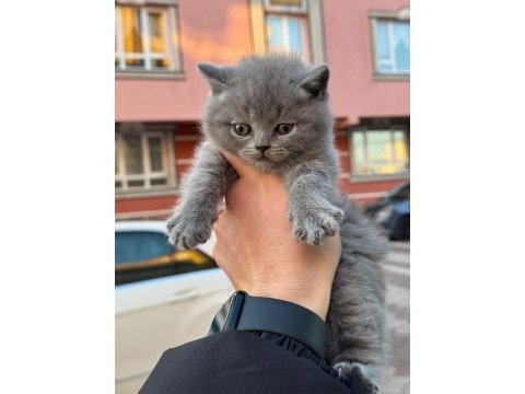 Sevimli british shorthair bebekler
