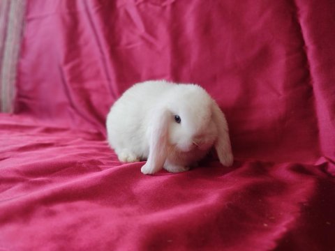 Cüce lop tavşan beyaz mavi gözlü