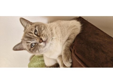 2,5 yaşında dişi british shorthair