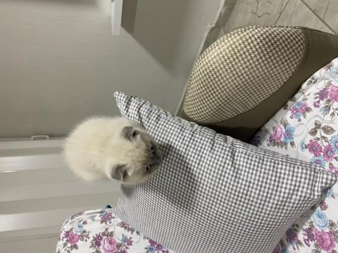 Scottish fold evimi taşımak zorunda olduğum için