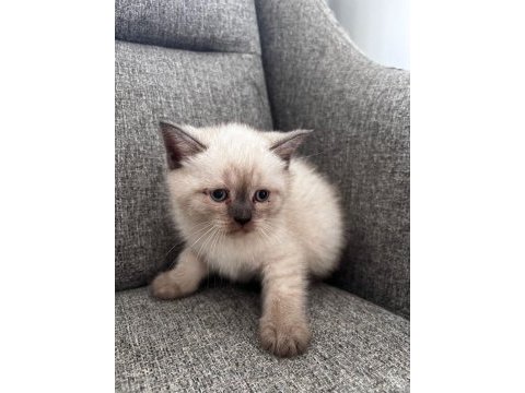 British shorthair ufaklık yeni ev arıyor