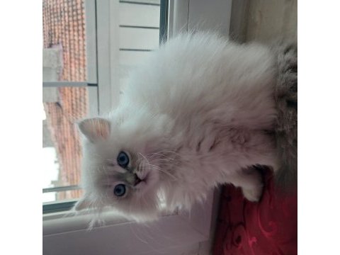 3 aylık british longhair kızımıza acil yuva arıyoruz